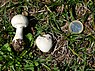 Champignon (Agaricus bisporus)