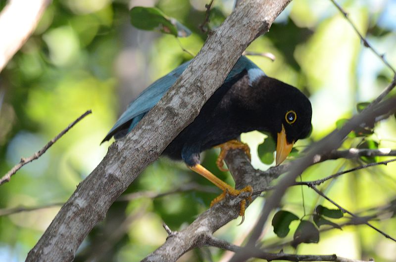 File:Chara Yucateca, Yucatan Jay, Cyanocorax yucatanicus (11066962386).jpg