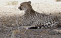 Cheetahs (Acinonyx jubatus) brothers resting under a tree ... (33215863358).jpg