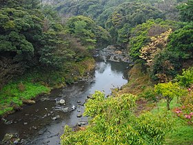 Szubtrópusi örökzöld erdő a Jeju-szigeten.
