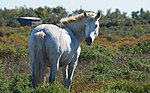 Miniatura per Grigio (cavallo)