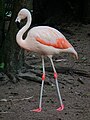 Flamant du Chili (Phoenicopterus chilensis)