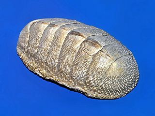 <i>Chiton squamosus</i> Species of mollusc