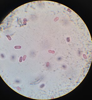 <span class="mw-page-title-main">Chromatiaceae</span> Family of purple sulfur bacteria