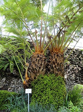 Resim açıklaması Cibotium barometz - Botanischer Garten München-Nymphenburg - DSC08046.JPG.