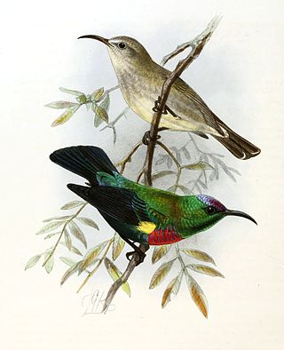 <span class="mw-page-title-main">Shining sunbird</span> Species of bird