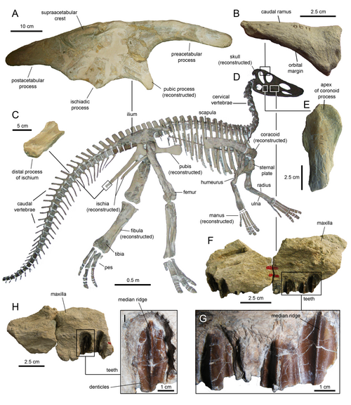 Claosaurus