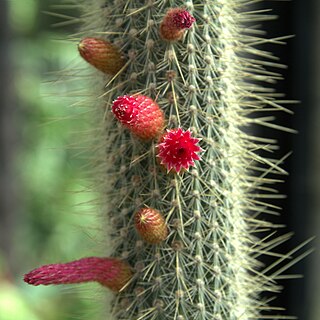 <i>Cleistocactus parviflorus</i> Species of cactus