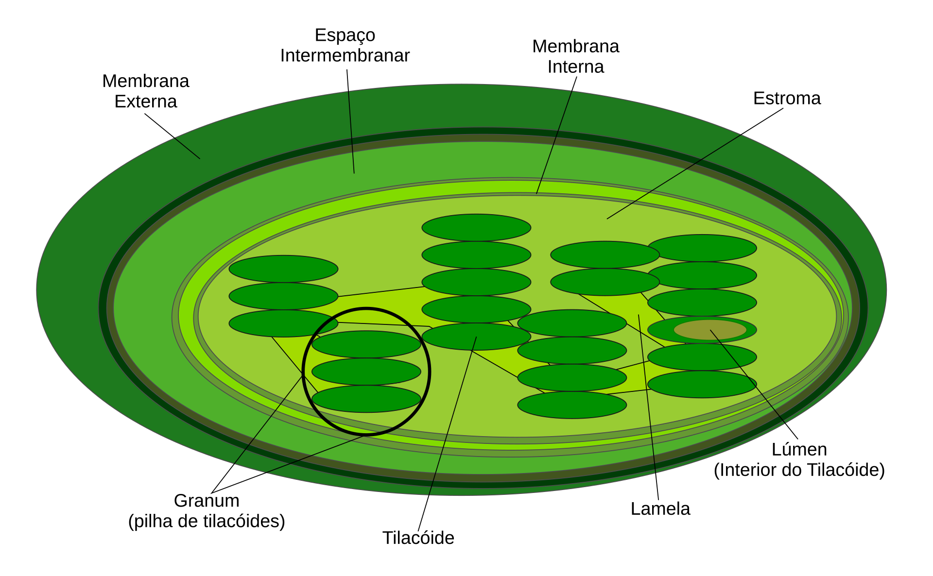 Genoma extranuclear - Wikipedia, la enciclopedia libre