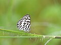 * Nomination Closed wing resting position of Castalius rosimon (Fabricius, 1775) - Common Pierrot Subspecies: Castalius rosimon rosimon (Fabricius, 1775) – Continental Common Pierrot --TAPAN1412 14:03, 27 December 2023 (UTC) * Decline  Oppose Too many artifacts due NR due high ISO, sorry. --Plozessor 18:05, 27 December 2023 (UTC)