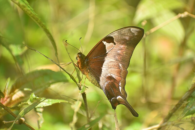 File:Closewing position of Meandrusa lachinus (Fruhstorfer, 1902) - Brown Gorgon 14.jpg