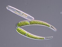 Closterium sp. during a miotic phase (upper-left is a diatom) Closterium sp Div.jpg