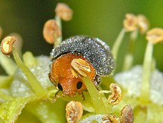 Front view Coccinellidae - Cryptolaemus montrouzieri-001.JPG