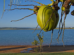 Coconuts near Furnas lake.jpg