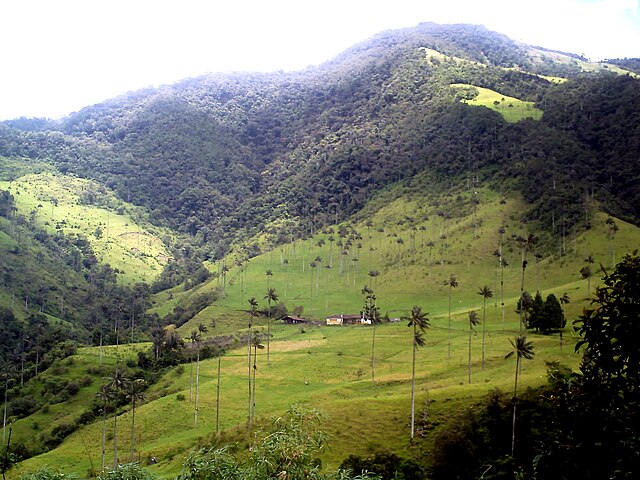 Cocora Valley, Salento