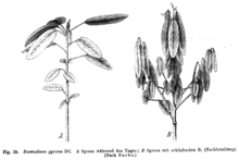 Branch during day (left) and night (right) Codariocalyx motorius Taub39.png