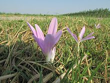 Colchicum lusitanum 3.jpg