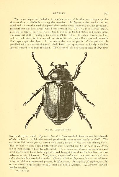File:Coleoptera (Page 369) BHL10174601.jpg