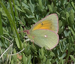 Description de l'image Colias meadii P1230950a.jpg.