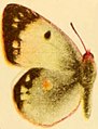 Colias myrmidone (alba).JPG