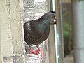 Pigeon on a cornice (Gdansk/Poland)