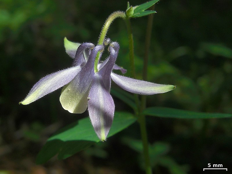 File:Columbine - Flickr - pellaea (1).jpg