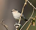 Common Chiffchaff.jpg