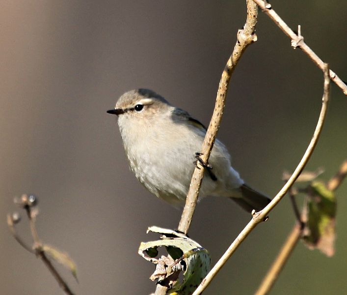 File:Common Chiffchaff.jpg