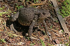 Common toad (Bufo bufo) Kampinos.jpg