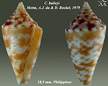 Conus baileyi 2.jpg 