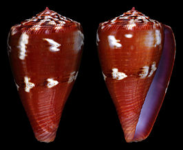 Conus kulkulcan