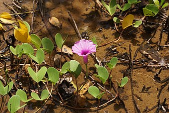 (Ipomoea pes-caprae)