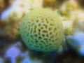 Coral (321379020).jpg