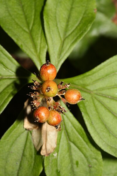 File:Cornus unalaschkensis 5998.jpg