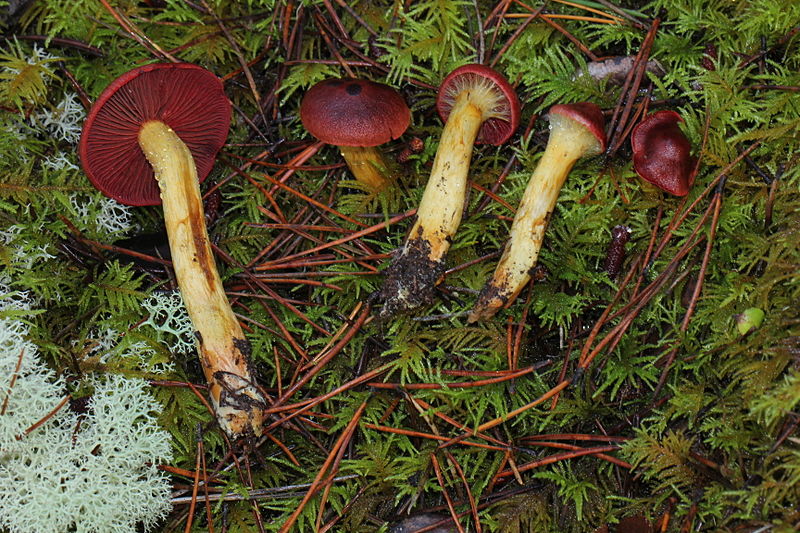 File:Cortinarius smithii 292837.jpg