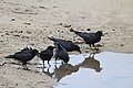 * Nomination A group of ravens, Corvus corax, standing around a puddle at Bonny Doon Beach in Davenport, California. --Grendelkhan 04:37, 22 May 2024 (UTC) * Promotion  Support Good quality. --MB-one 12:26, 27 May 2024 (UTC)