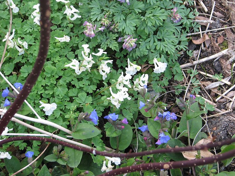 File:Corydalis malkensis ^ Pulmonaria angustifolia - Flickr - peganum.jpg