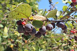 Cotoneaster melanocarpus