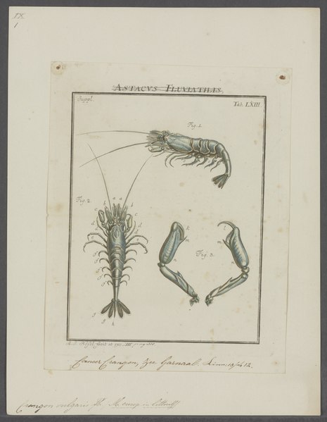 File:Crangon vulgaris - - Print - Iconographia Zoologica - Special Collections University of Amsterdam - UBAINV0274 097 05 0002.tif