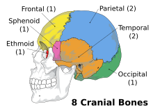 cranium - Wiktionary, the free dictionary