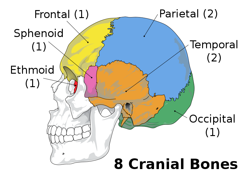 skeletal system skull diagram