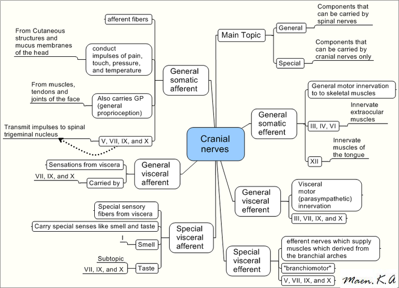 File:Cranial nerves.PNG