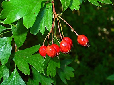 Crataegus monogyna Fruits