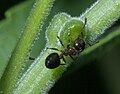 Crematogaster ashmeadi P1260859a.jpg