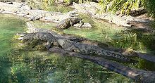 A float of Nile crocodiles in Kilimanjaro Safaris at Disney's Animal Kingdom. Crocodylus niloticus.jpg