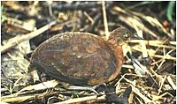 Grey-legged Tinamou