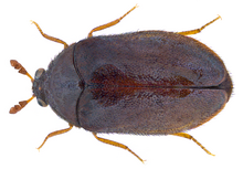 Ctesias serra (Fabricius, 1792) (30509519024).png