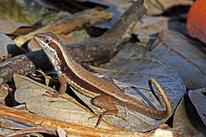 Beschreibung des Bildes des kubanischen Curlytail (Leiocephalus macropus) mit seitlichen Flecken (8591588267) .jpg.