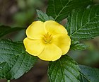 Cuban buttercup, Turnera ulmifolia - Flickr - gailhampshire (1).jpg