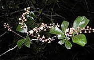 Cupaniopsis wadsworthii flowers.jpg